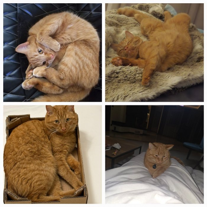 Simba 250706-231206