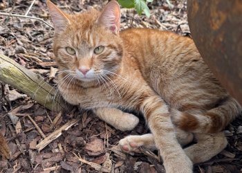Simba 260524-215348