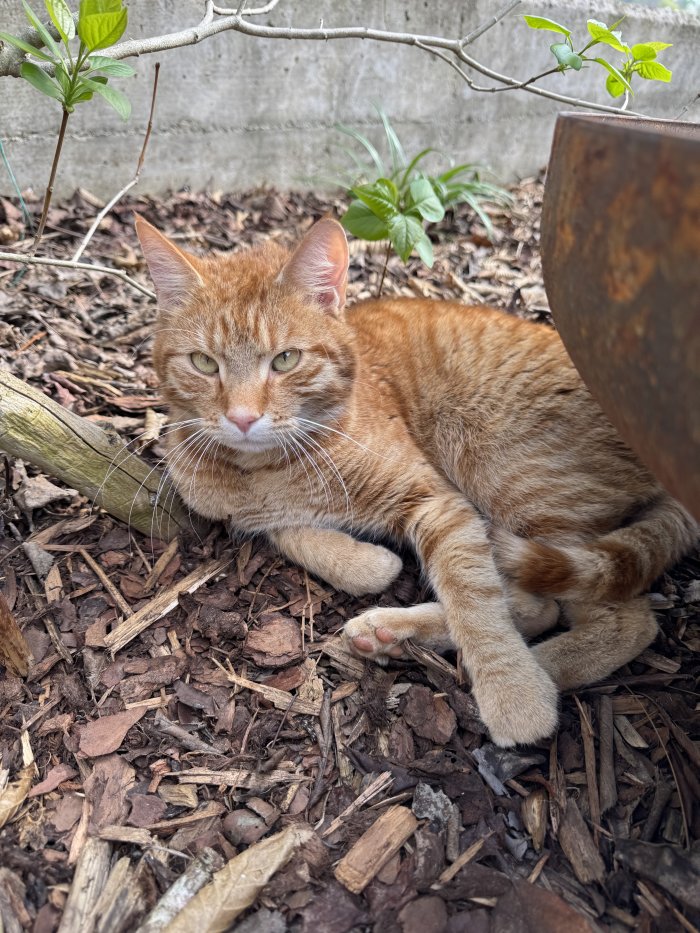 Simba 260524-215348