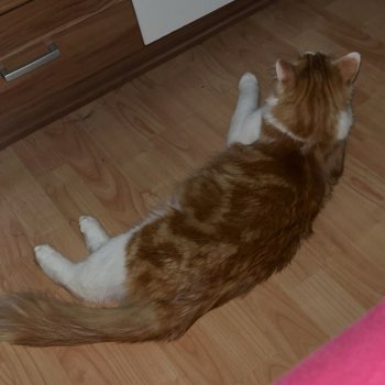 Simba 250930-165956