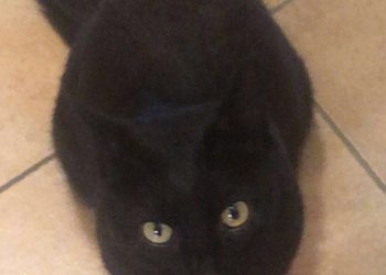 Simba 251016-200725