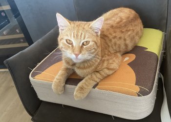 Simba 250907-172112