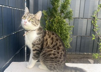 Simba 251014-210234