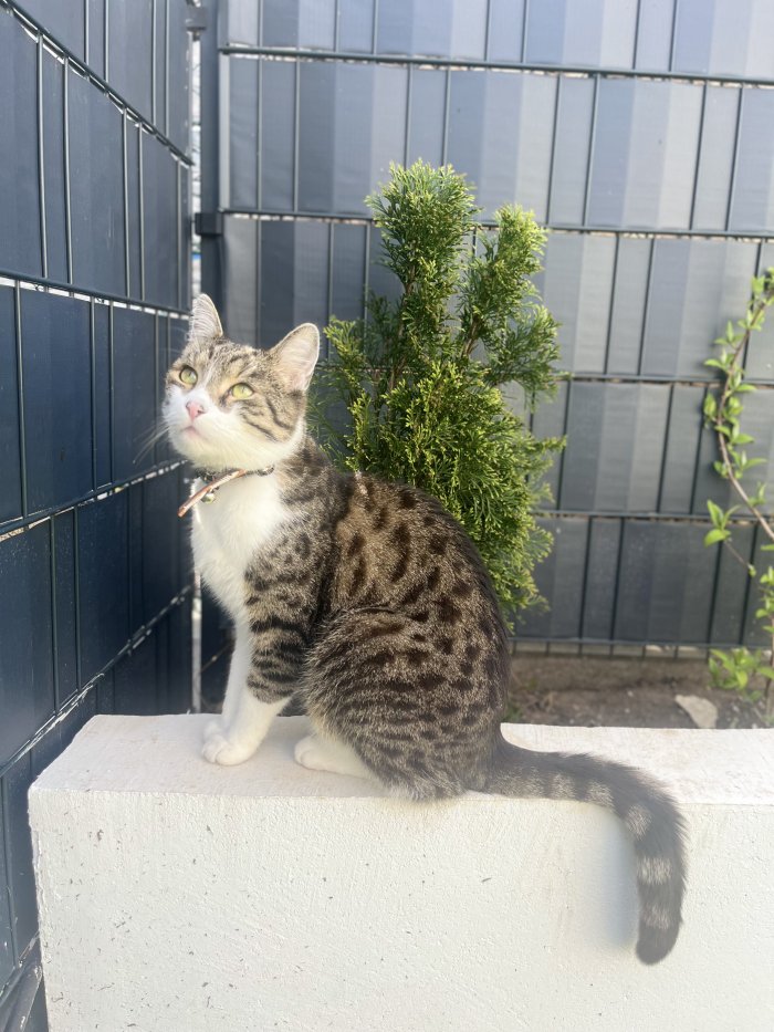 Simba 251014-210234