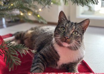 Skipper 260121-102836