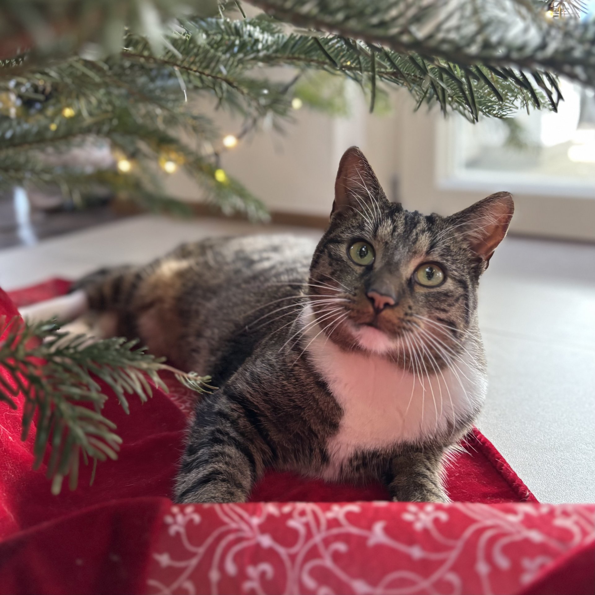 Skipper 260121-102836