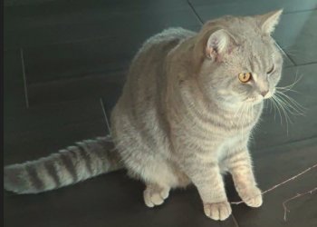 Smokey 251022-201156