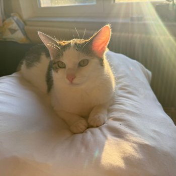 Snake/ Snoopy 260428-091522