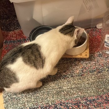 Snake/ Snoopy 260428-091522