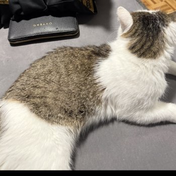 Streuni 251012-111754