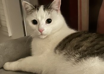 Strizzi 260309-152306