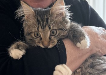 Strubby 251124-215749