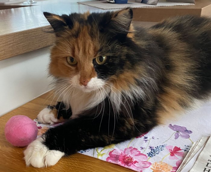 Sweety 260213-114207