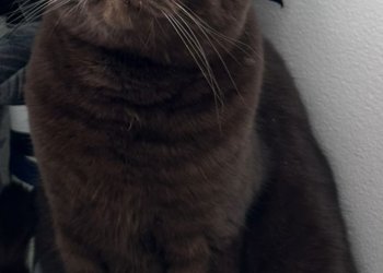 Tamoshnik  251202-171911