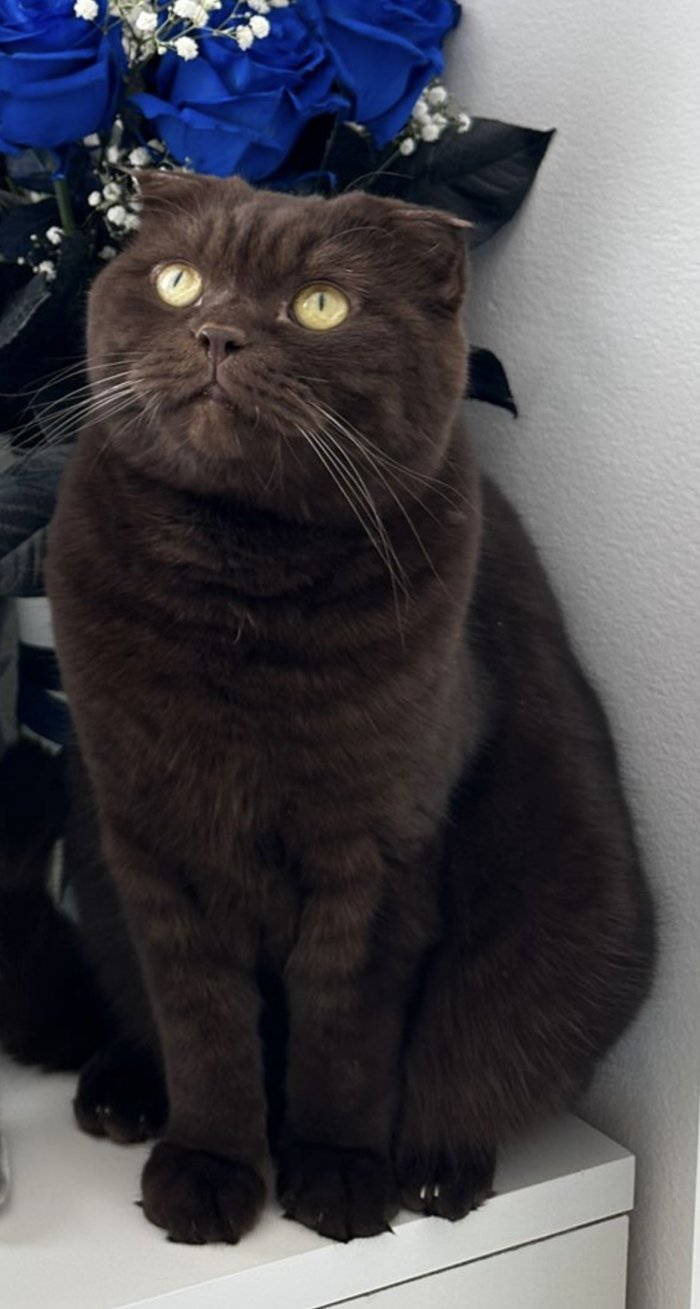 Tamoshnik  251202-171911