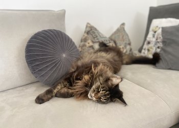 Maine-Coon Tarzan 250520-100955