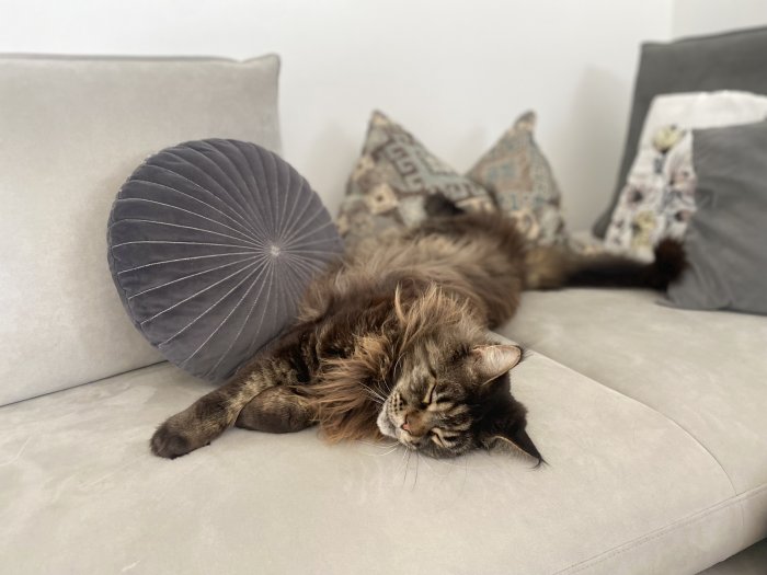 Maine-Coon Tarzan 250520-100955