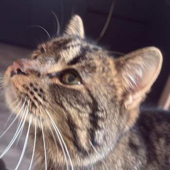 Tiger 260519-212832