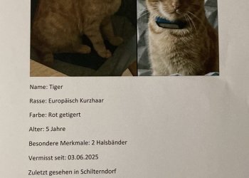 Tiger 250604-124343