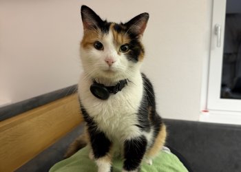 Tiramisu 260528-215619