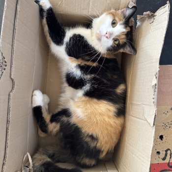 Tiramisu 260528-215619