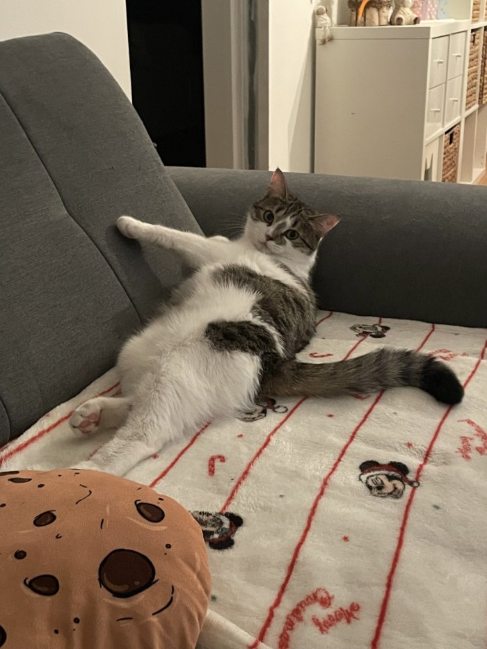 Tiramisu 260426-003339