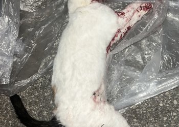 Unbekannt  251115-210109