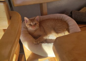 Viola/"WiWi" 260403-073309