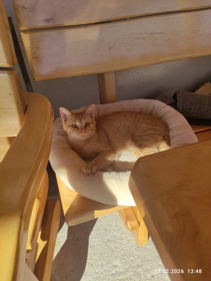 Viola/“WiWi“ 260403-073309