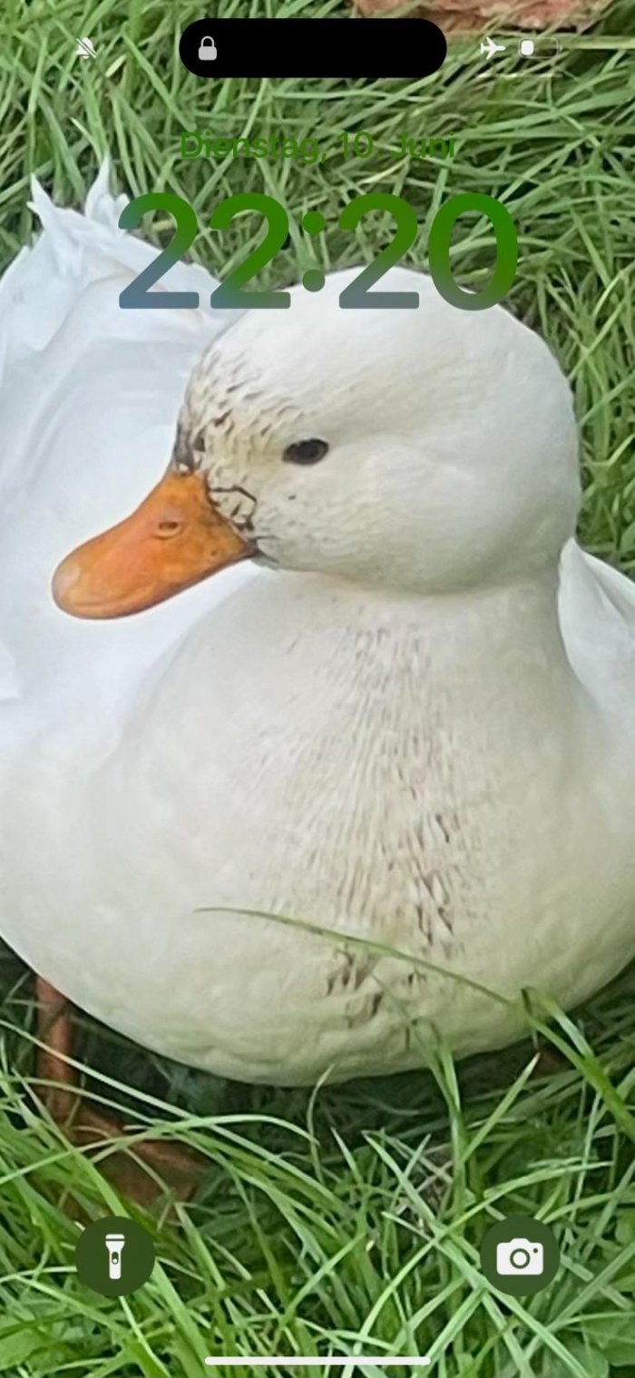 Weiße Ente 260127-182531