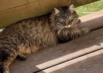 Wilson 260225-204105