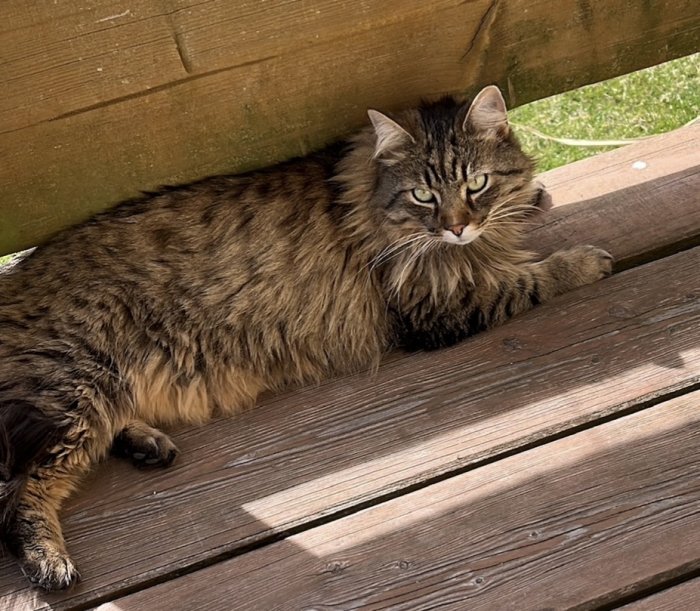 Wilson 260225-204105