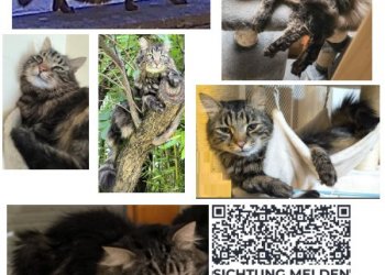 Wuschel 260103-000748