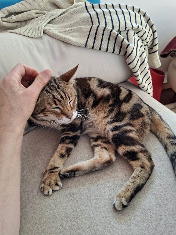 Zwetschke 260330-143507