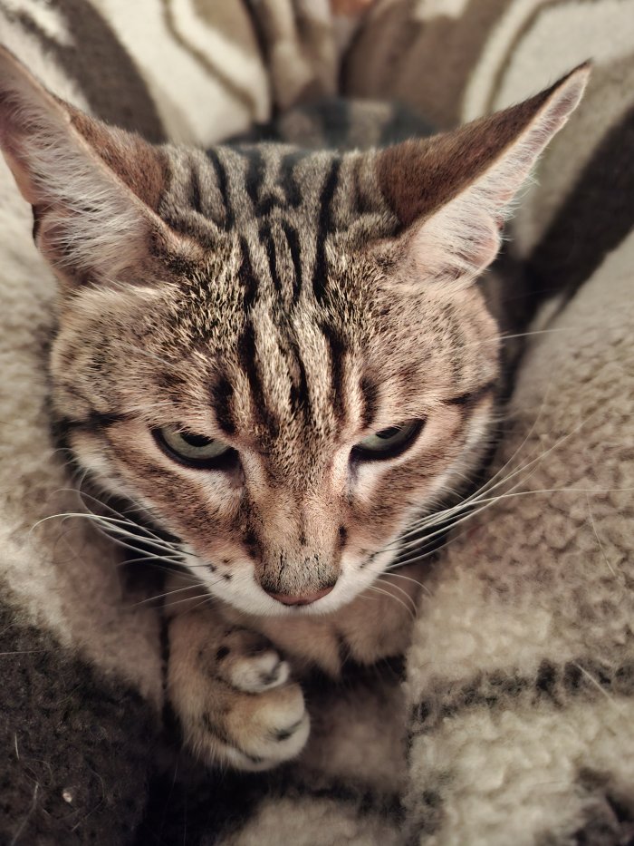 Zwetschke 260330-143507