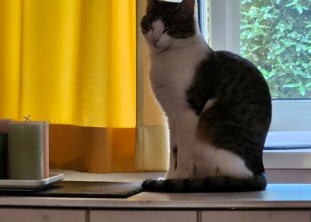 unbekannte Katze 260514-144753