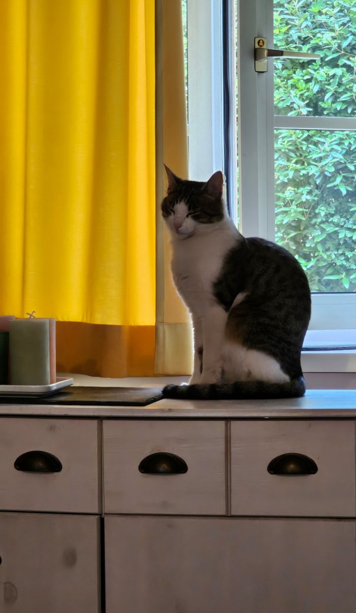 unbekannte Katze 260514-144753