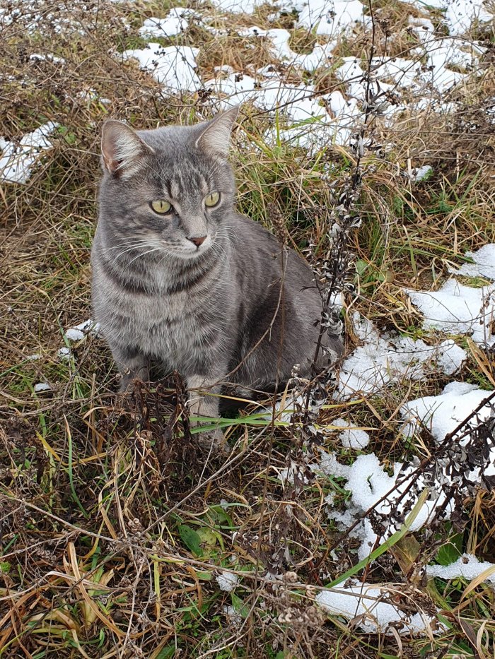 Whiskey  260122-172253