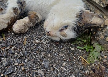 Unbekannt 260130-123421